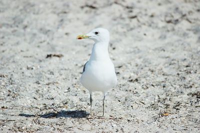 Close-up of seagull on sand