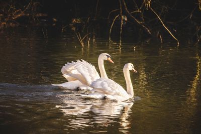 Swans swimming in lake