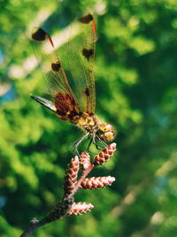 Close-up of butterfly pollinating on flower