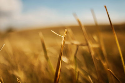 Close-up of wheat growing on field