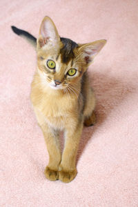 Portrait of abyssinian cat sitting on floor