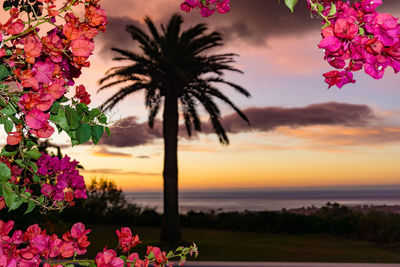 Pink flowers blooming by sea against sky