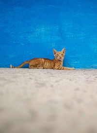 Portrait of a cat lying on the ground