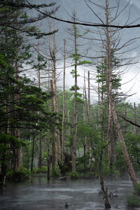 Trees growing in forest against sky