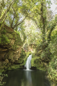 Scenic view of waterfall in forest