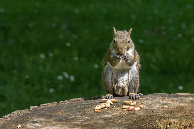 View of squirrel on rock