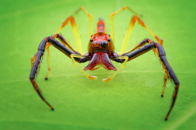 Close-up of spider