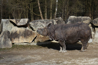 Full length of rhinoceros standing at zoo