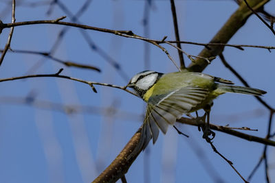 Low angle view of bird perching on branch