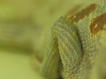 Close-up of lizard