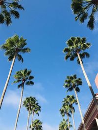 Low angle view of coconut palm trees against blue sky - universal studios florida