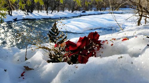Close-up of snow covered plants on land