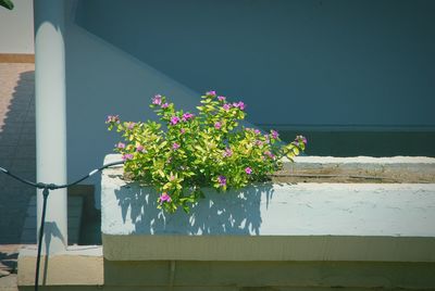 Close-up of flowers against blurred background