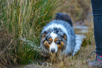 Low section of woman with dog in water