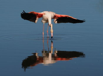 Bird on a lake