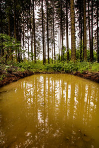 Scenic view of lake in forest