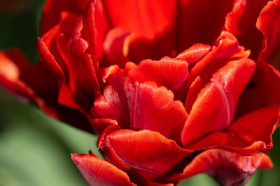 Close-up of red tulip
