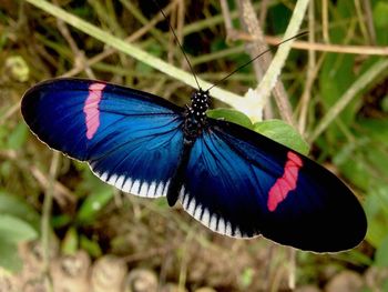 Close-up of butterfly on leaf