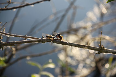 Low angle view of bird perching on branch