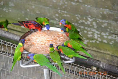 High angle view of parrots perching on feeder