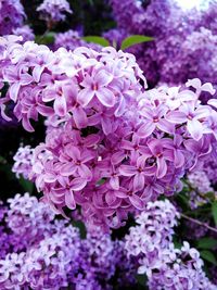 Close-up of pink flowers