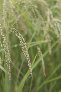 Close-up of insect on plant