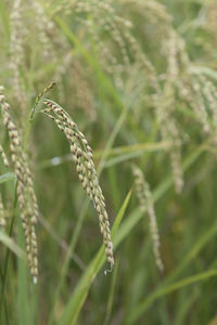 Close-up of insect on plant