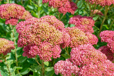 Close-up of purple flowering plants