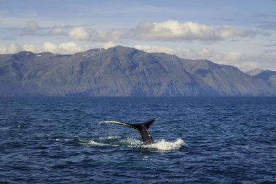 Large tail of killer whale in water landscape photo