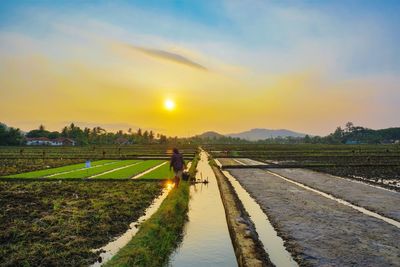 Scenic view of agricultural field against sky during sunset