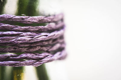 Close-up of purple leaf