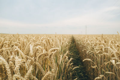 Wheat field against sky