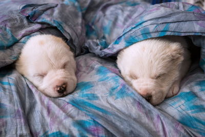 Two small monthly white puppies of alabai sleep, wrapped in a gray blanket.
