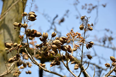 Close-up of berries growing on tree