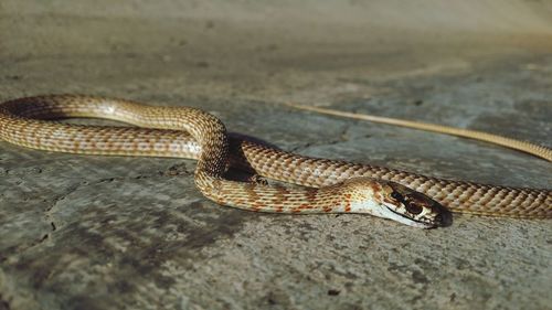 Close-up of a dead snake on ground