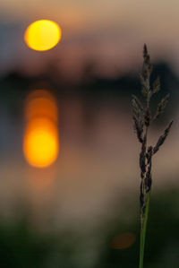 Close-up of plant against sun during sunset