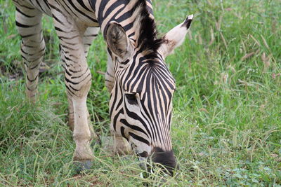 Zebras on a field