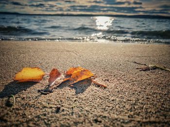 Close-up of dry leaf on beach