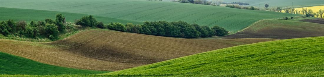 Scenic view of agricultural field