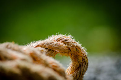 Close-up of dead tree branch