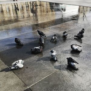 High angle view of pigeons on wet city