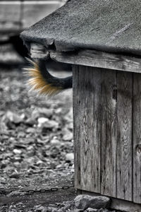 Close-up of lizard on wood