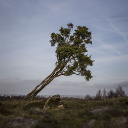 Tree against sky