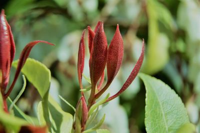 Close-up of red flowering plant