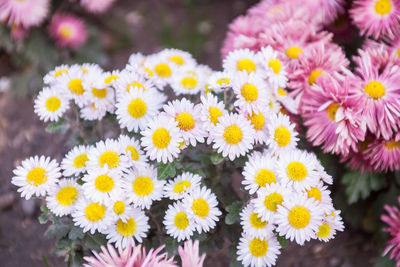 Close-up of yellow flowers blooming outdoors