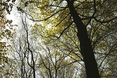 Low angle view of trees