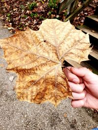 Close-up of hand holding maple leaves