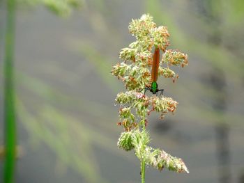 Close-up of flower buds