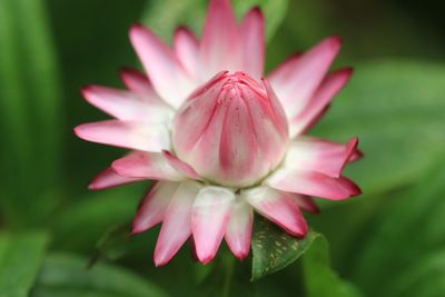 Close-up of pink flowers