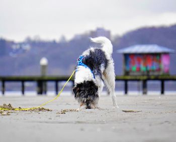 Dog on the beach